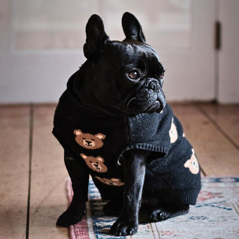 French Bulldog in a black teddy bear sweater