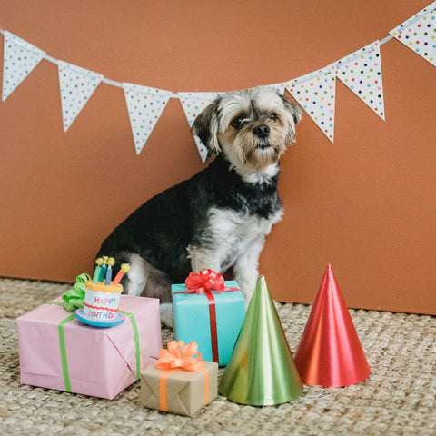 a dog birthday party