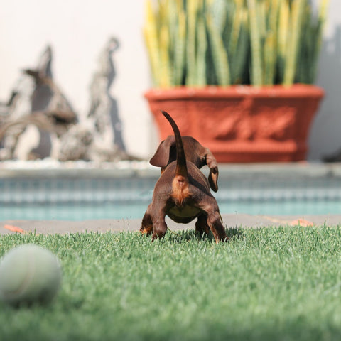 a dog pool party