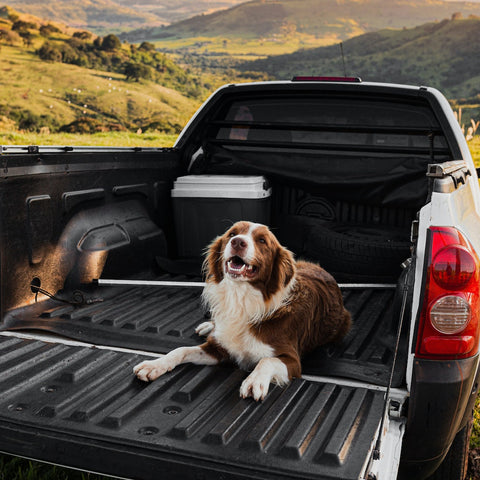 a dog on the back of a pickup truck