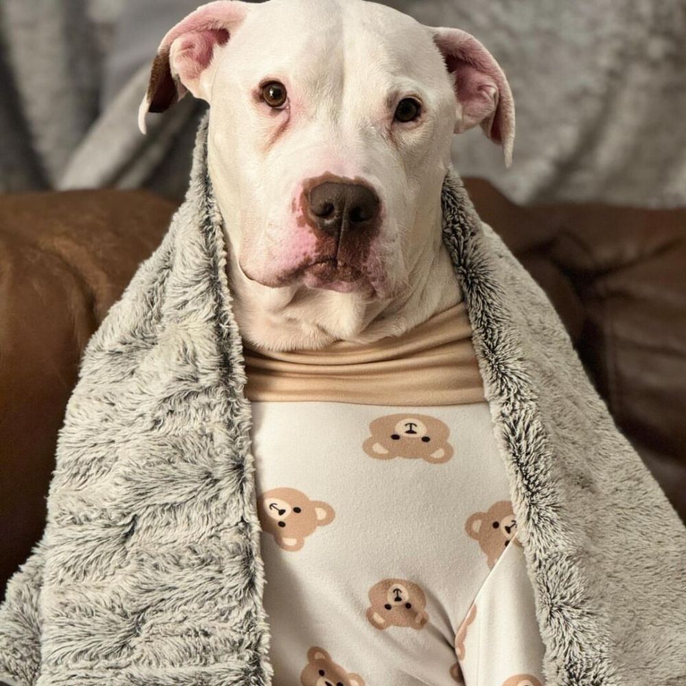 Dog wearing  a Pajama