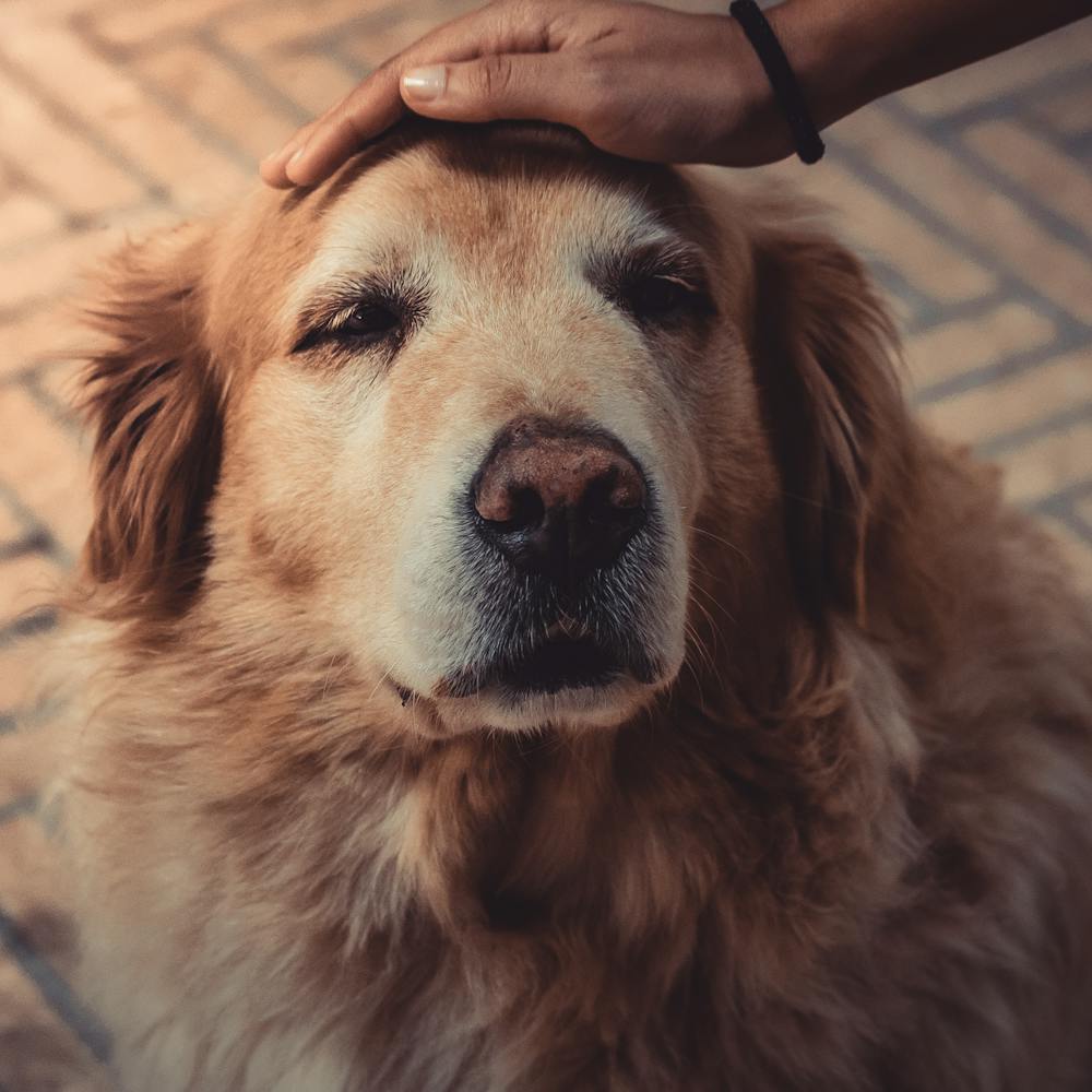 A person calming a dog with petting