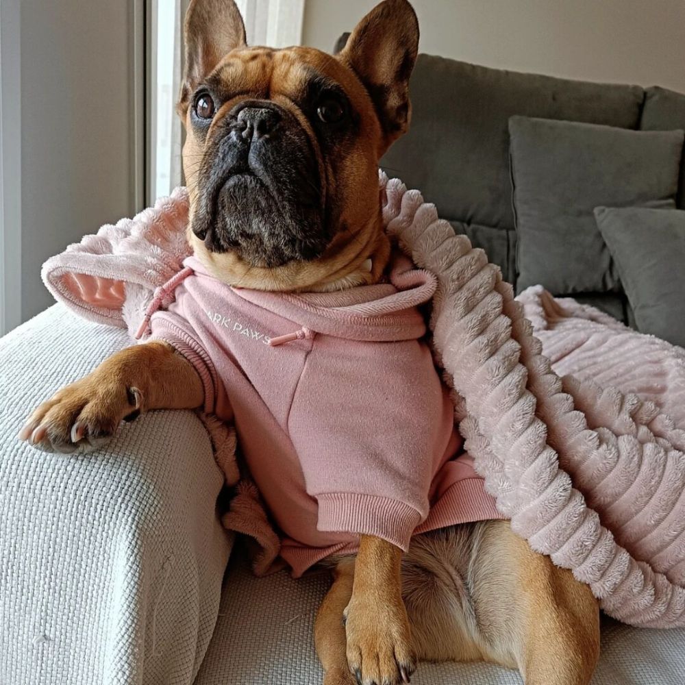 Dog wearing hoodie relaxing on sofa