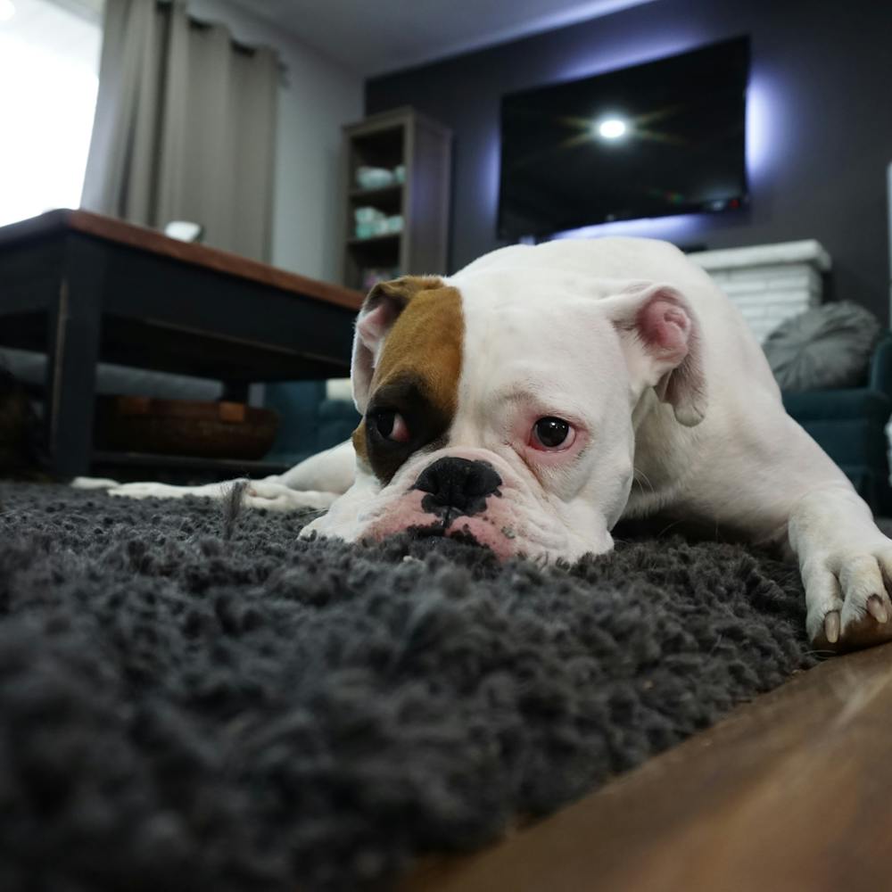 Dog resting on a floor mat.