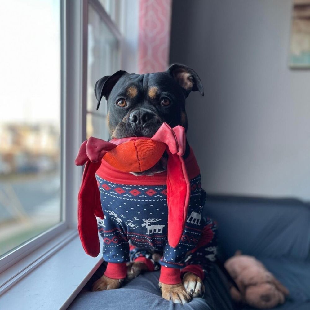 Dog with chew toy on bed