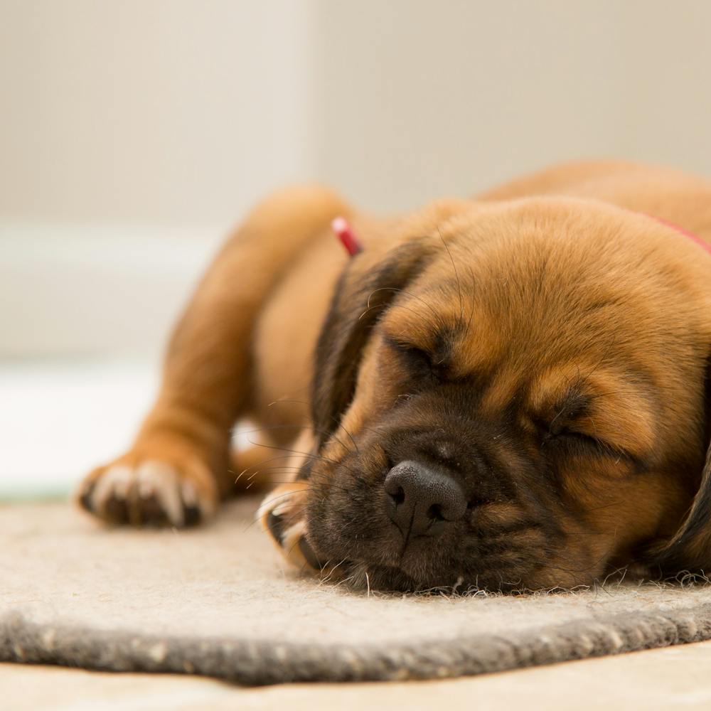 Dog sleeping on a floor mat