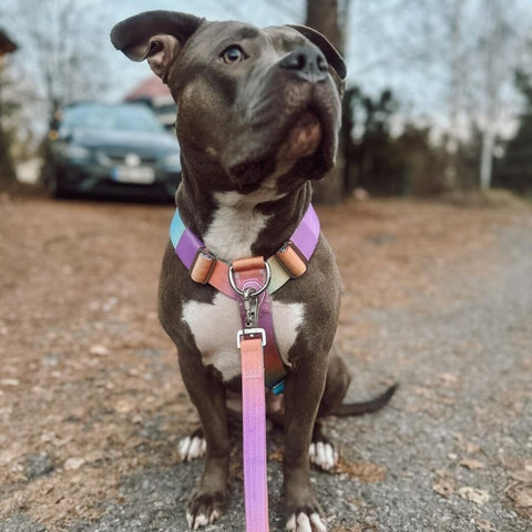 a dog wearing a no pull harness