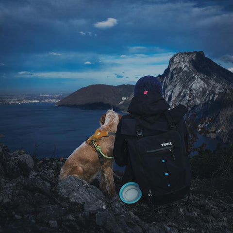 a dog in nature at night