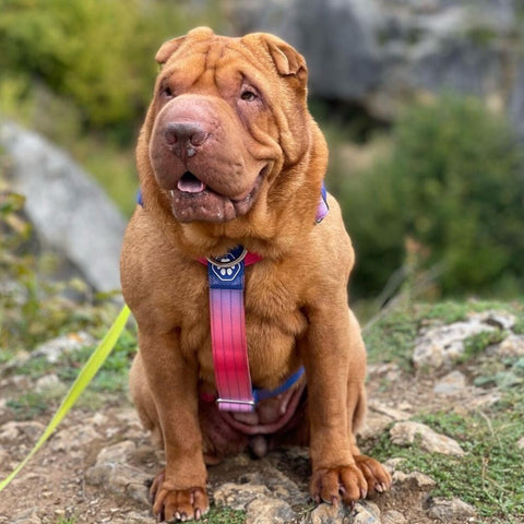 a dog wearing a harness on a hike