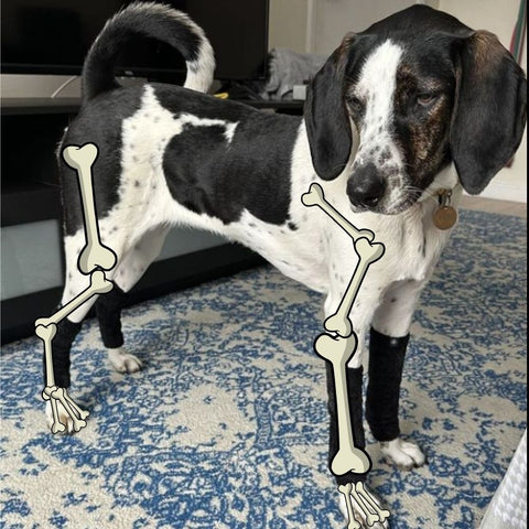 the leg bones of a dog