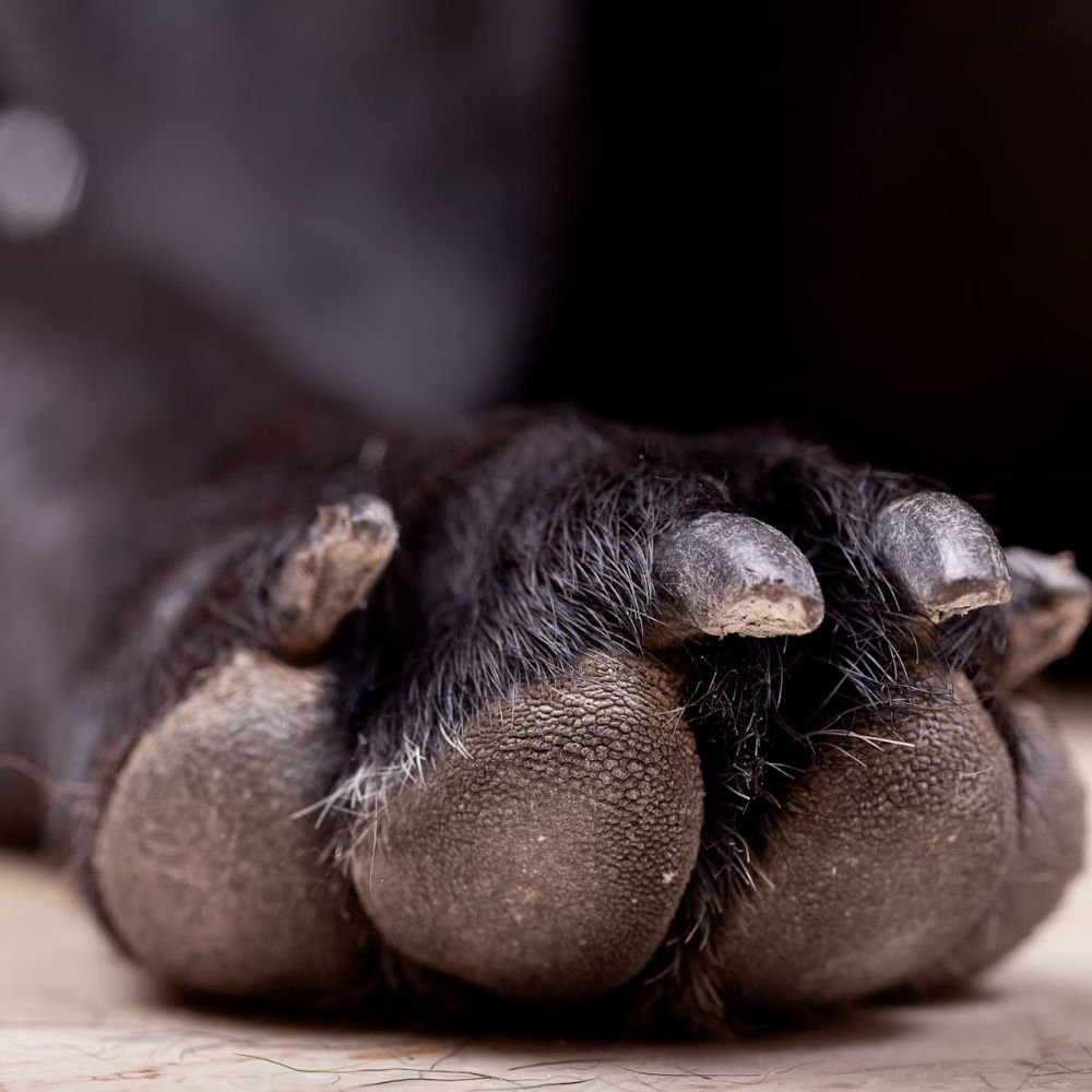 dog paws