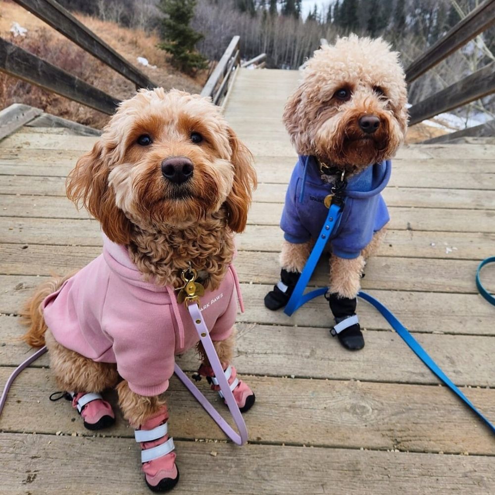 Dogs wearing Sparkpaws Flex Shell Water-resistant Dog Boots