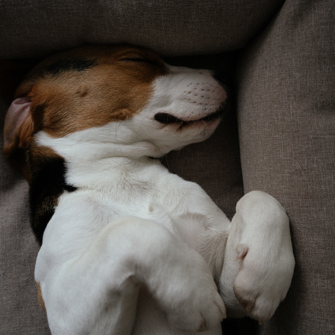 a dog sleeping on his back