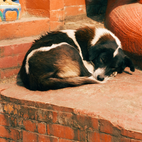 a dog curled up into a ball while sleeping