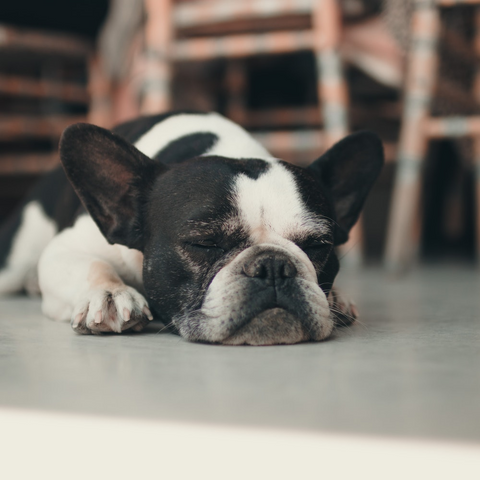 a dog sleeping stretched out