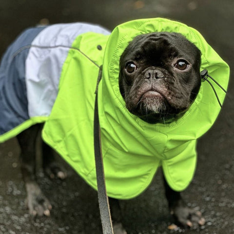 Pug wearing a green rain coat