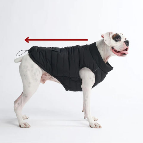 Boxer wearing a black dog coat