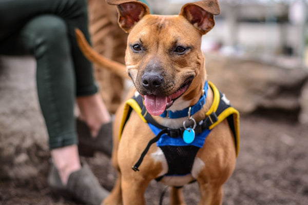 Dog Harness for dog walking