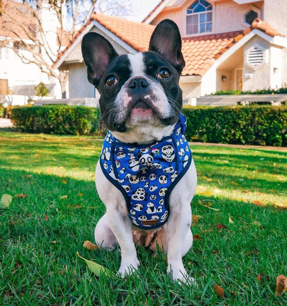 Dog Harness for french bulldogs