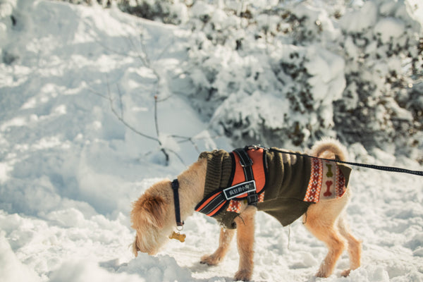 Dog harness and leash