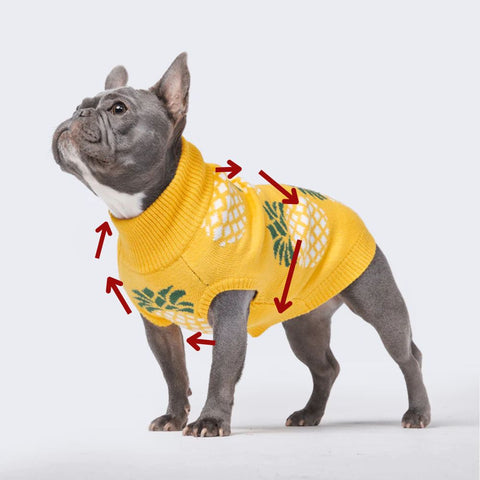 French Bull Dog wearing a yellow pineapple dog coat