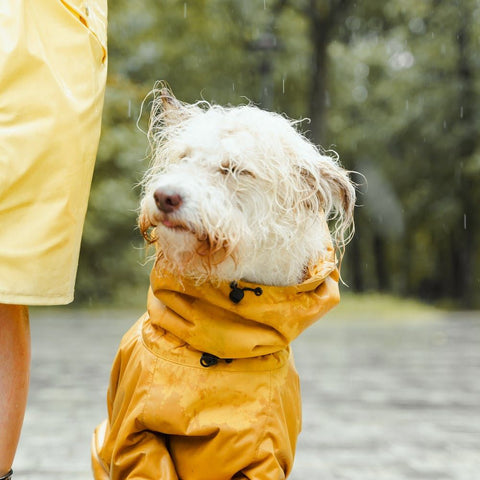 a wet dog in the rain