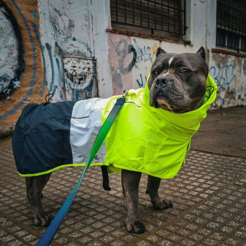 a dog in a rain coat