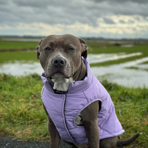 a dog in a rain coat