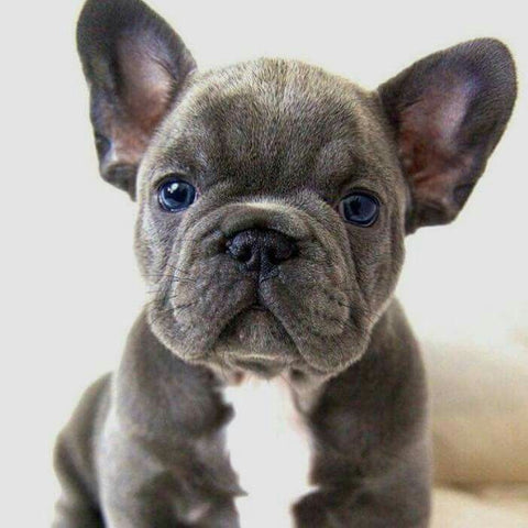 Black french bulldog puppy