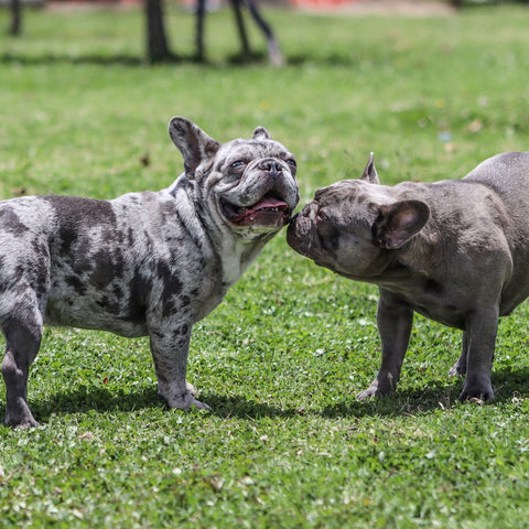 Two older French Bulldogs licking each other