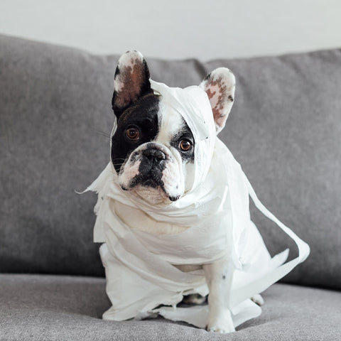 French bulldog wrapped in toilet paper