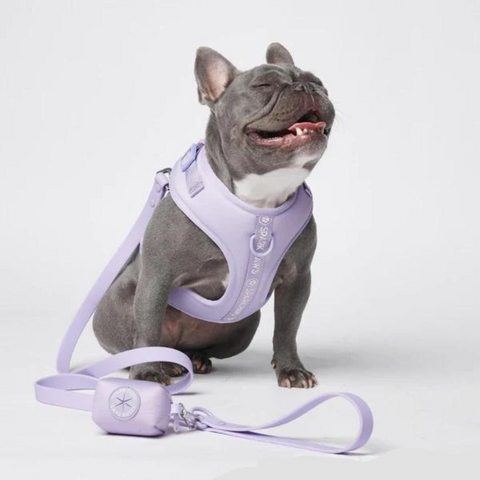 Sparkpaws harness on a French Bulldog