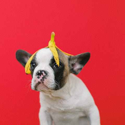 French bulldog puppy with a banana peel on his head
