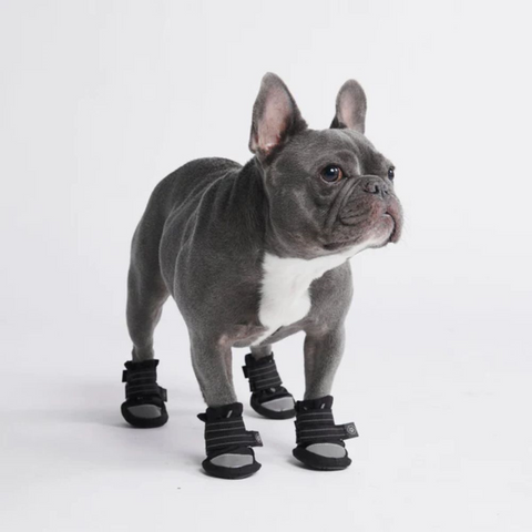 Frenchie with dog shoes