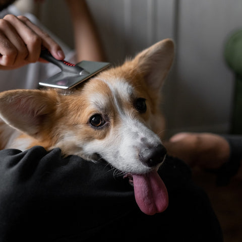 a dog being combed