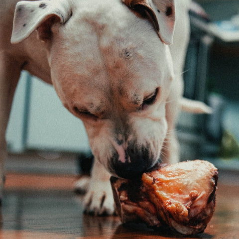 a pitbull eating a bone