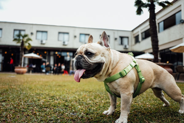 Harnesses are better for frenchies