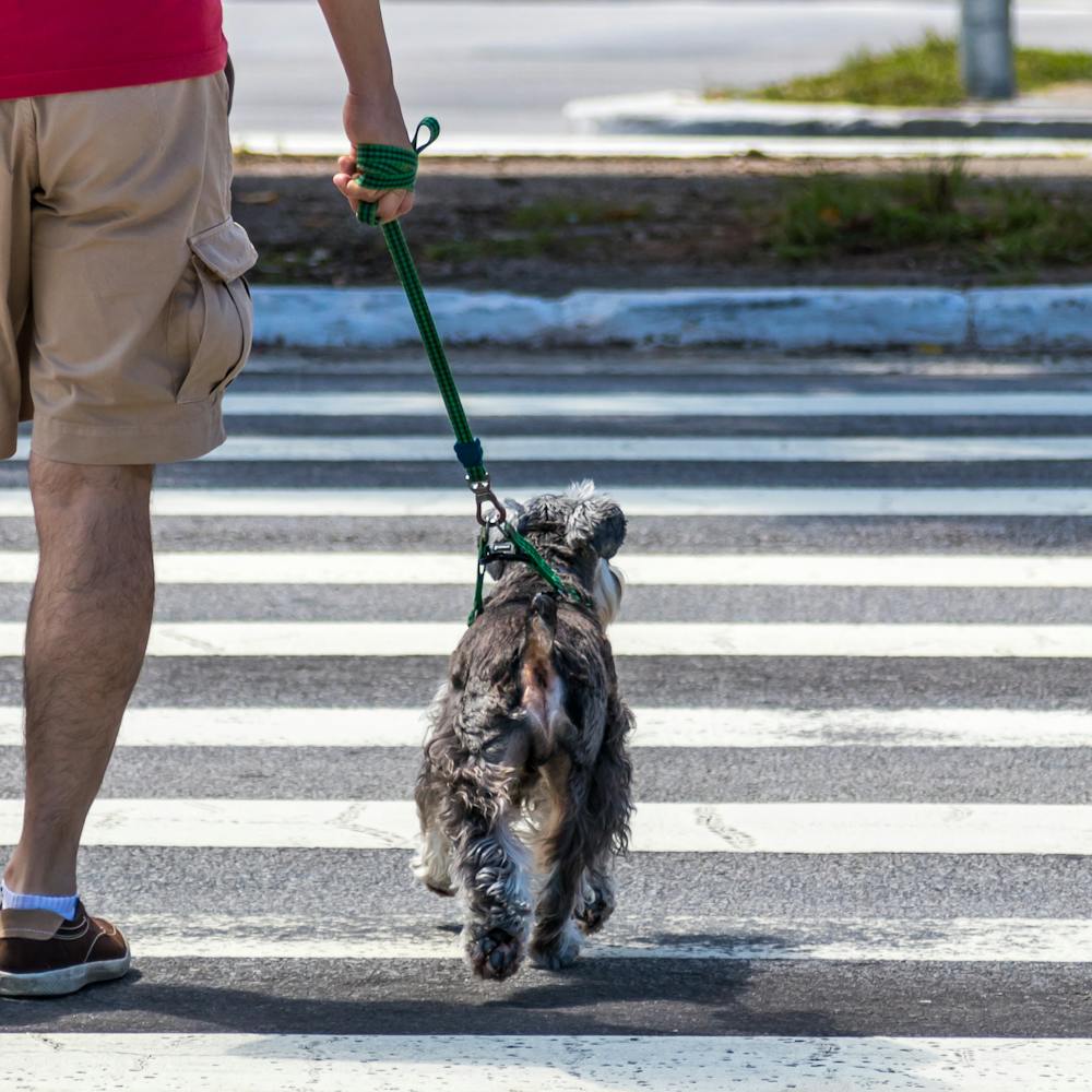 Man walking his dog