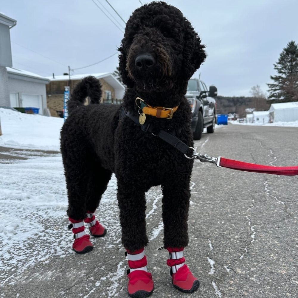 Dog wearing Sparkpaw's Boot