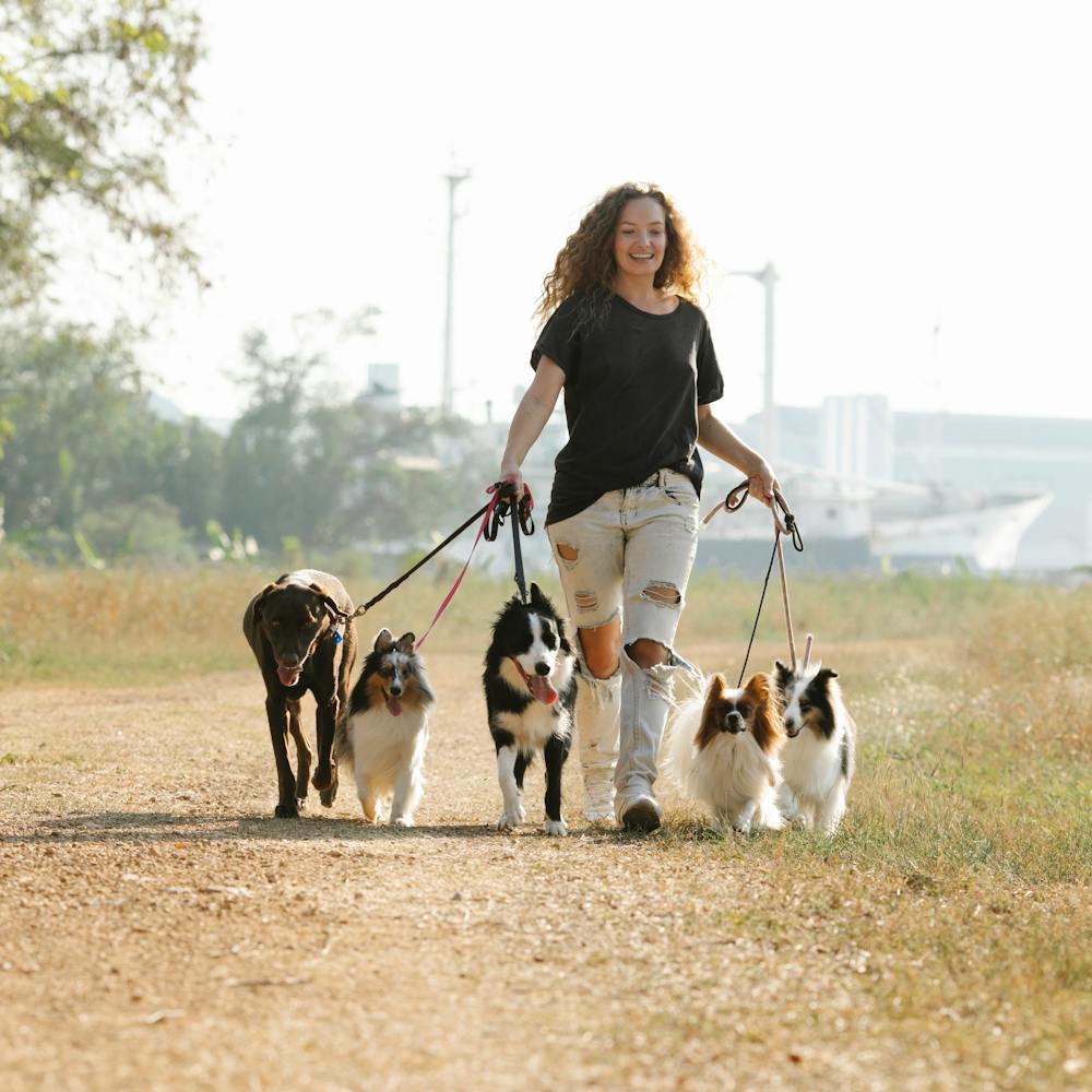 A lady walking her dogs