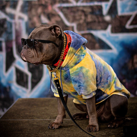 Pit Bull wearing a stylish hoodie