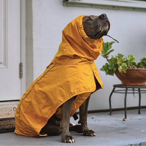 Pit bull in a yellow hoodie