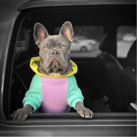 Adorable French Bull dog with a mint green and pink hoodie