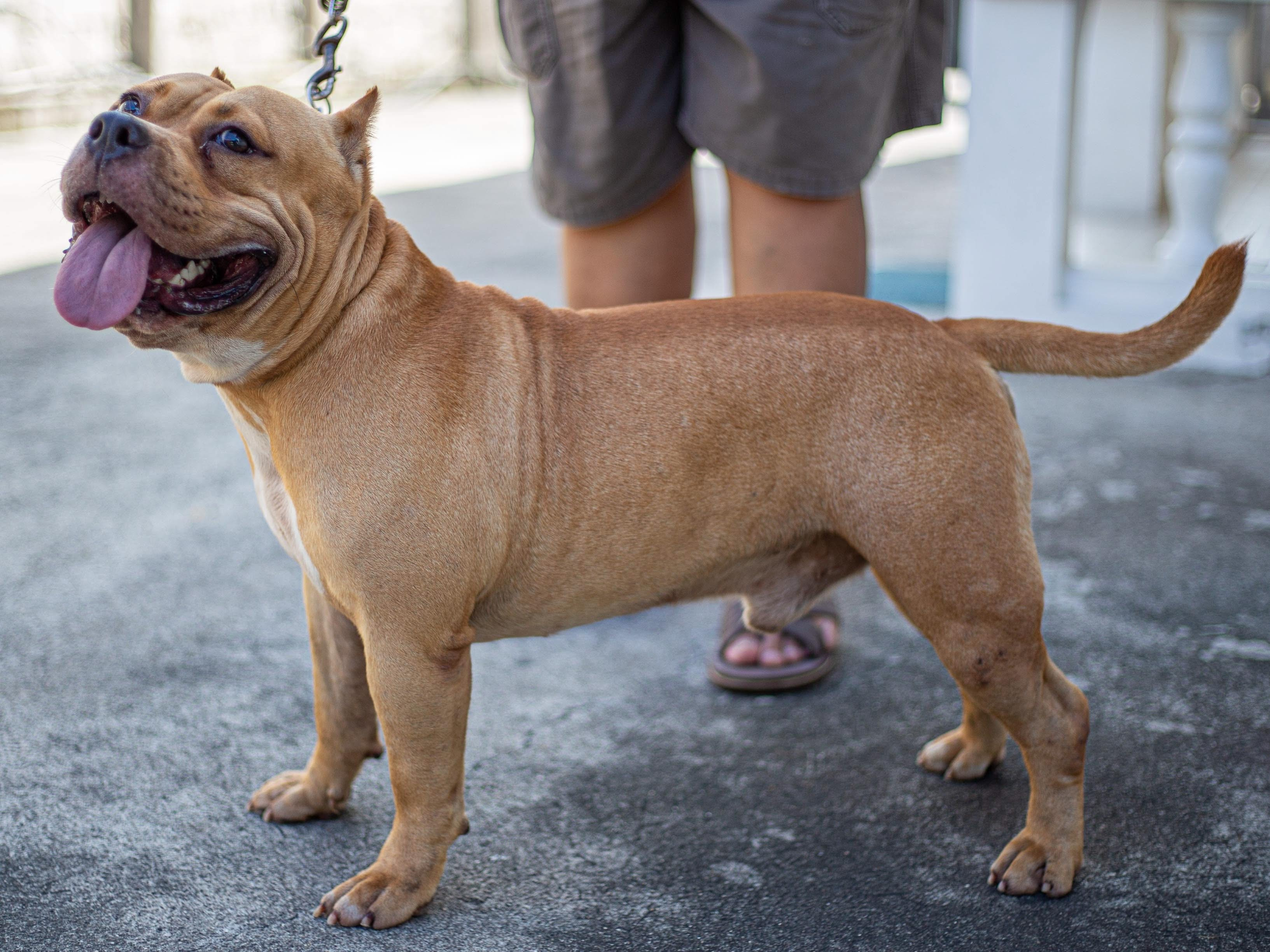 Amerikanische Bulldogge