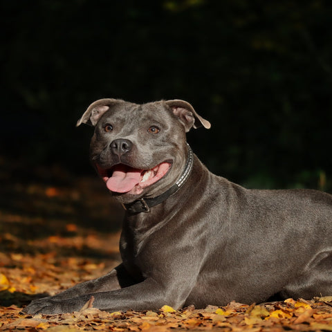 Staffordshire bull terrier 