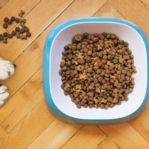 Bowl of delicious dog food