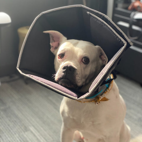 A white pitbull with a medical cone around his neck