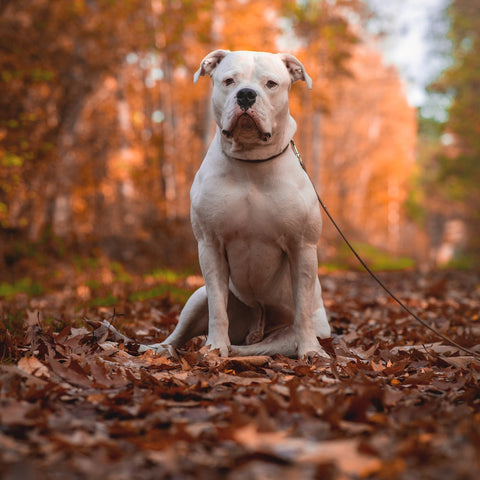 White American pit bull terrier