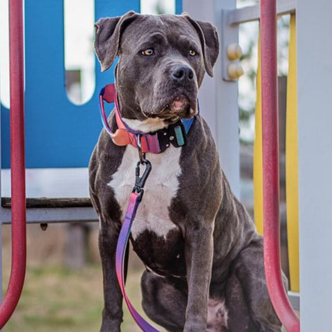 A large and muscular female pit bull sits on some playground equipment