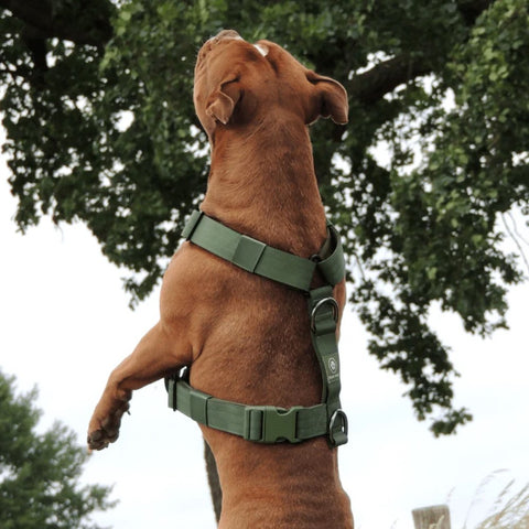 A pit bull in a harness jumps up, its back clearly defined